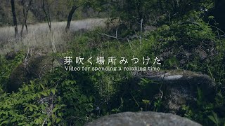 芽吹く場所みつけた 環境音 | 3時間 Ambient sound |  ASMR | 睡眠