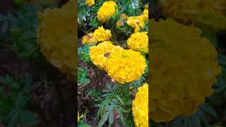 Pollination of marigold flower  shorts agriculture