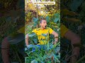 bird trap for catching parrot technique #comedy #funny #birds
