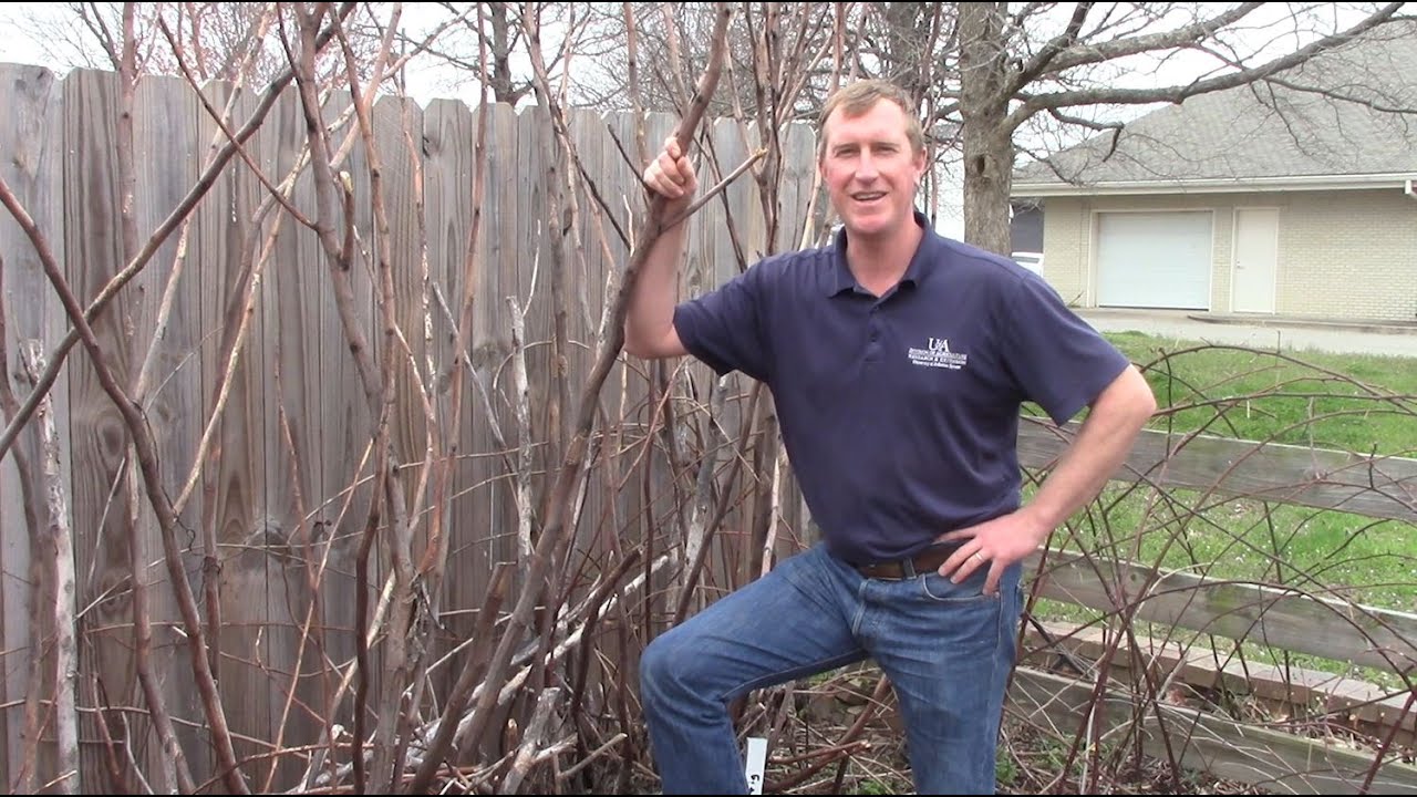 Figs for Northwest Arkansas Gardens and Landscapes