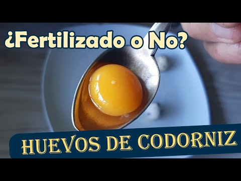 Video: ¿Se fertilizan los huevos de codorniz?
