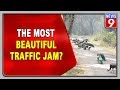 Peacocks flock create amazing traffic jam, viral video