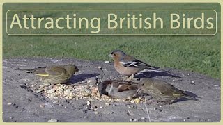 Attracting British Birds