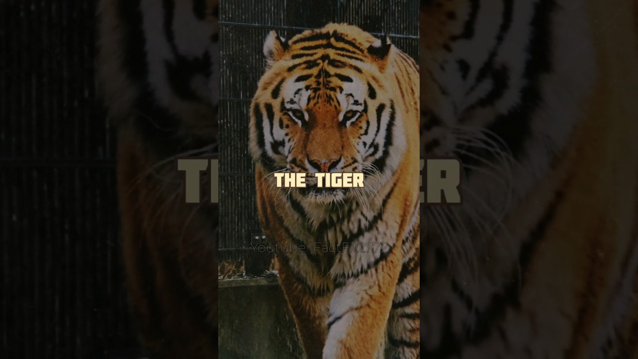 Sigma Rule🔥|The Tiger Lies Low 🐯|