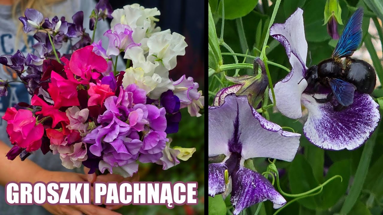 Zostań Mistrzem w uprawie Groszków Pachnących / MrsGarden