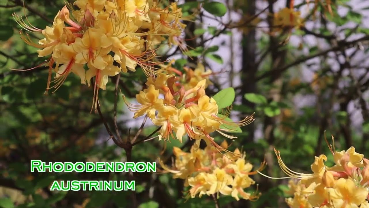 rhododendron amoena Azalea Japonica Amoena| Rhododendron Amoena - 50-60cm