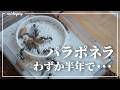 サシハリアリの巣を新しくする。【パラポネラ飼育半年後の様子】