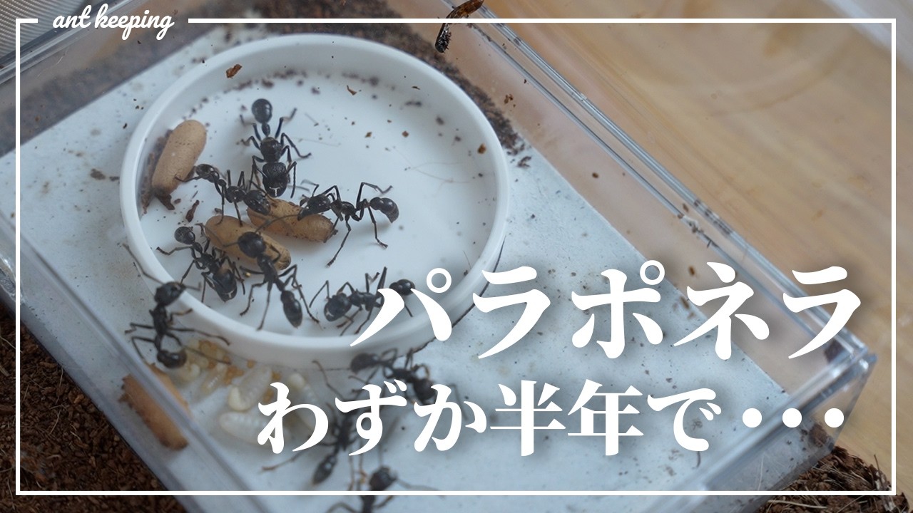 サシハリアリの巣を新しくする。【パラポネラ飼育半年後の様子】
