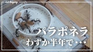 サシハリアリの巣を新しくする。【パラポネラ飼育半年後の様子】