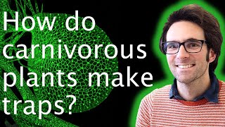 Carnivorous plants: how do cells form traps? - Chris Whitewoods 🪤🌱
