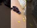 おなか見せてくれるようになった😍触ろうとしたら届かない猫パンチされた😂 #黒猫 #地域猫