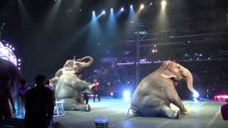 Barnum and Bailey circus 2013 Elephants