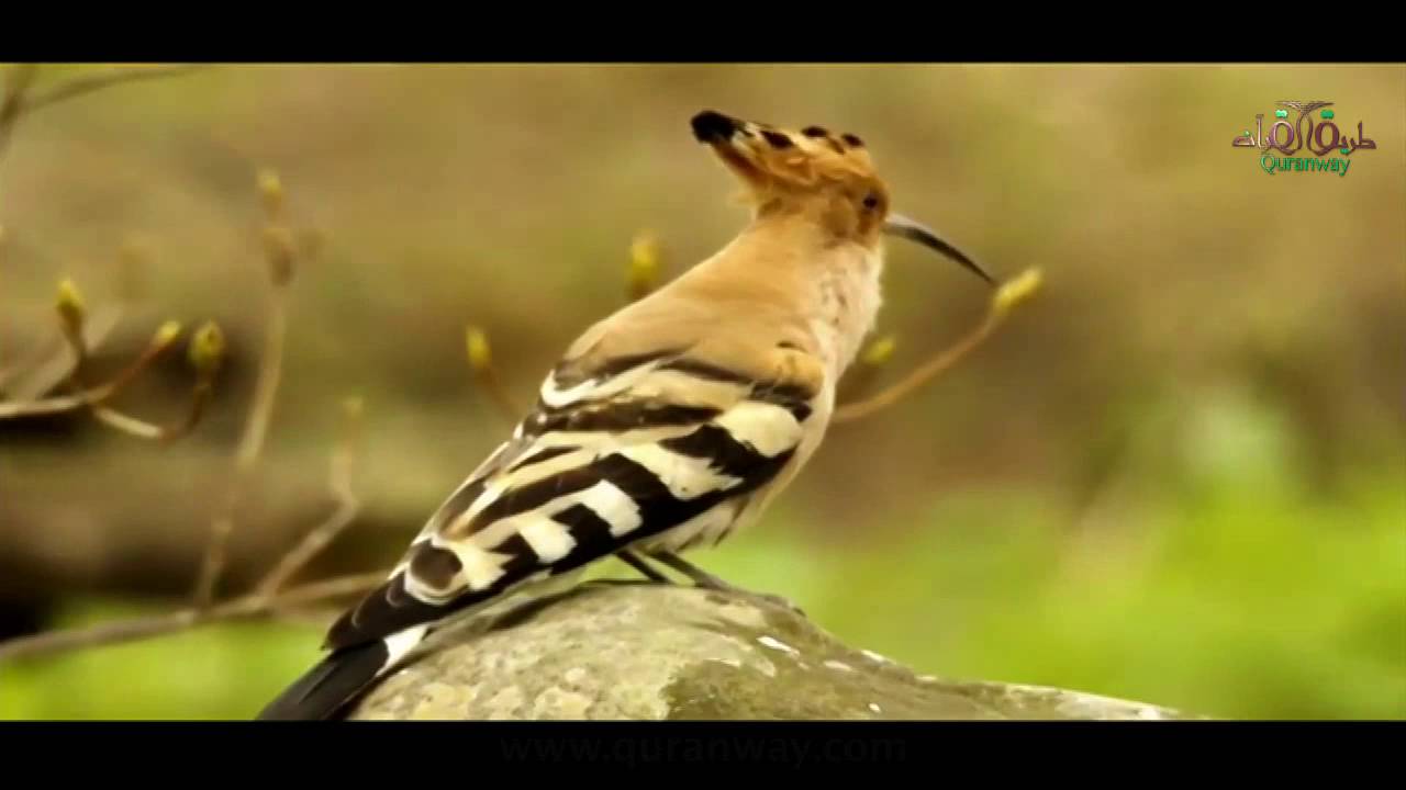 الهدهد يُبعث من جديد.. الجزء الثاني