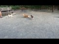 PABLITO AND PILAR PLAYING WITH FRIENDS