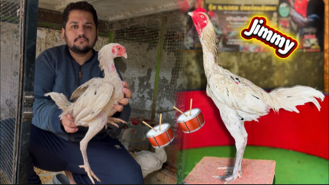 Джимми Уайт, барабанщик, Пакойе, 5-дневные цыплята + Белый король Шамо Асель Мурга, HSN Entertain...