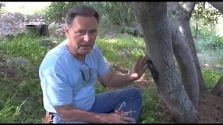 Coping with Wounds on a Mature Toyon - Prune Like a Pro