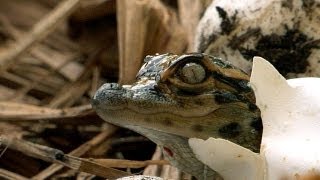 Alligator Hatching 06 - Time Lapse - Birth of Dangerous Animals