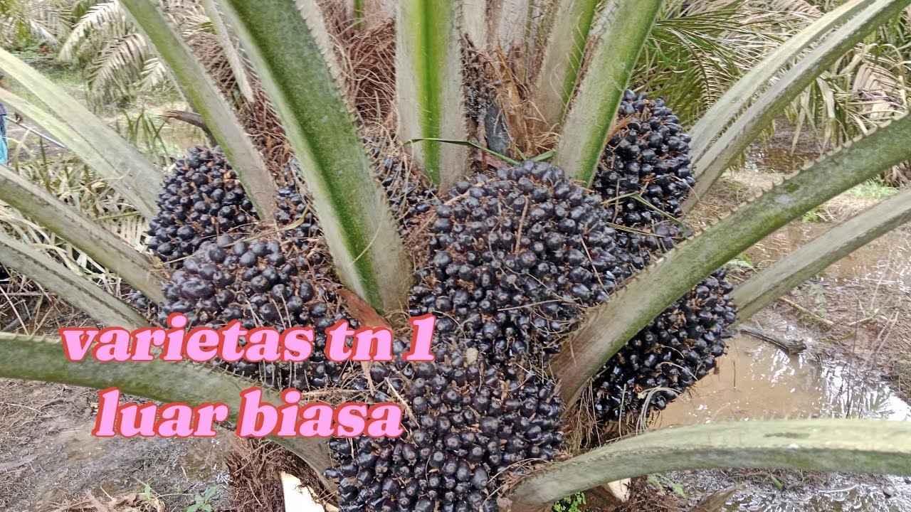 TN 1 PALM OIL VARIETY HARVEST IS A PRIMA DONNA