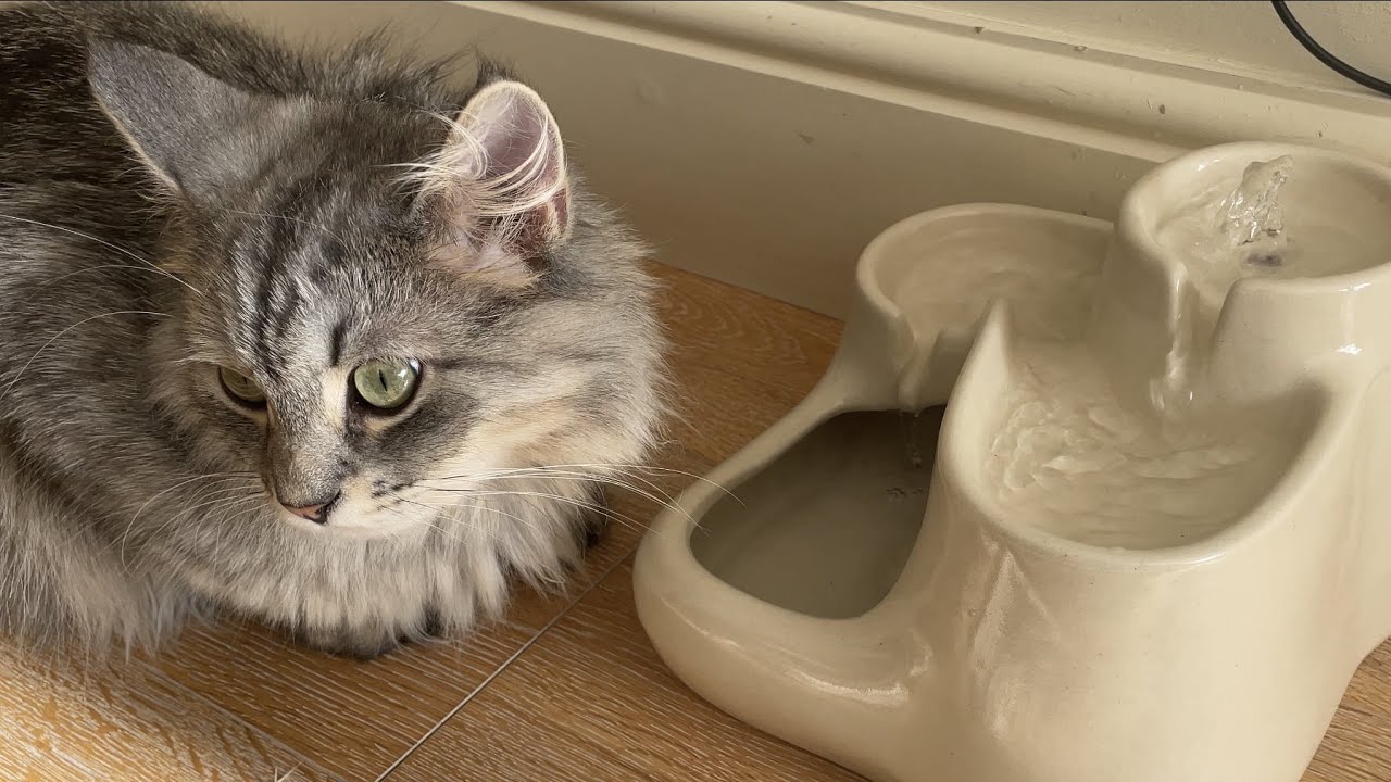 Siberian kittens encounter new Miaustore cat water fountain YouTube