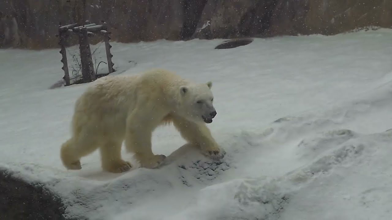 ゆめちゃん去った後のピリカお母さん 開園直後 #旭山動物園 #ホッキョクグマ #シロクマ #ピリカ 20231201 103717