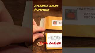 Atlantic Giant Pumpkin Lineup for 2023, and Giant Tomatoes! #shorts