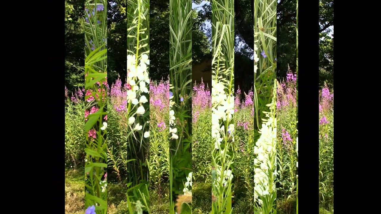 КИПРЕЙ  (EPILOBIUM = CHAMAENERION)  сем. Кипрейные