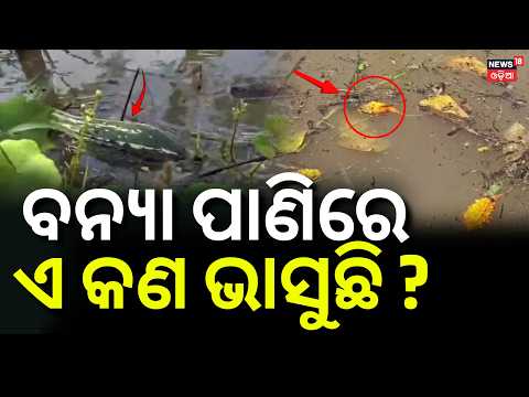ଏ କଣ ଭାସୁଛି ? Farmlands Submerged, Farmers Face Heavy Crop Loss | Odisha Flood News