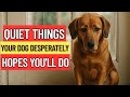 Dog Trainer Reveals , 5 Quiet Things Your Dog Desperately Hopes You'll Do