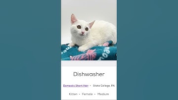 silly cat names on petfinder #cats #catlover #cat #sillycat