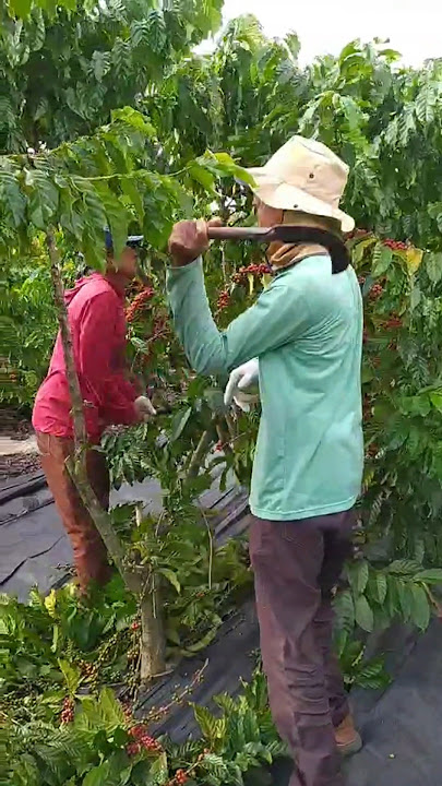 unique way to harvest coffee beans