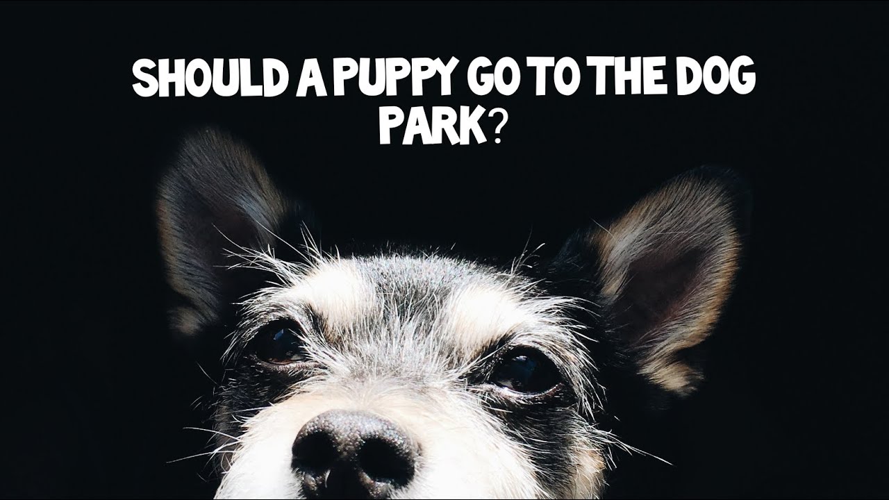Can A 3 Month Old Puppy Go To Dog Park?