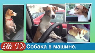 Собака в машине. Перевозка собаки в машине. Как перевезти собаку? Elli Di(П О Д П И С А Т Ь С Я на канал: http://www.youtube.com/subscription_center?add_user=EleonorkaD Я в Periscope https://www.periscope.tv/_ElliDi Не с кем ..., 2015-11-04T19:35:31.000Z)