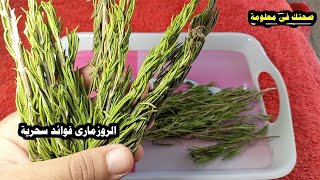 ماذا يحدث اذا اكلت اكليل الجبل يدر البول ويقوى المناعة وفوائد اخرى لا تعد لحصى اللبان 