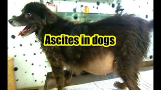 Ascites in dogs by Dr.R.Kishore Kumar MVSc., 2,017 views 7 months ago 5 minutes, 44 seconds