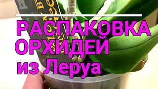 ШИКАРНЫЕ орхидеи   РАСПАКОВКА из Леруа!!!