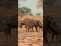 Brutal Hunting Tactics Of Hyenas And Wild Dogs Exposed Survivalofthefittest Wilddog Brutal Hunting Tactics Of Hyenas And Wild Dogs Exposed Survivalofthefittest Wilddog
