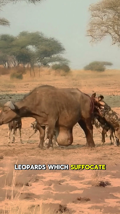 Download lagu Brutal Hunting Tactics of Hyenas and Wild Dogs Exposed #survivalofthefittest  #wilddog