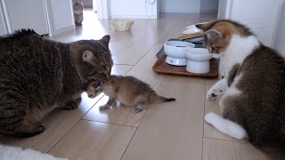 Mother cat Lili suddenly started moving her baby kittens.