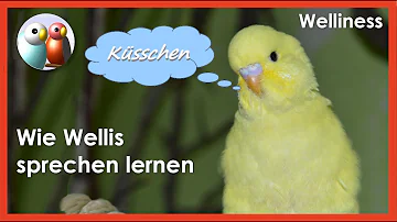 Wie bringt man einem Vögel sprechen bei?