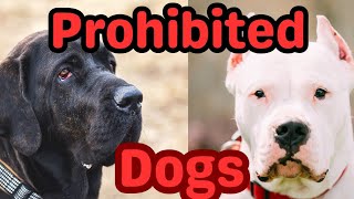 Prohibited Dog Breeds: Safety, Responsibility, and Harmonious Living #dogbreed #doglovers