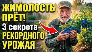 ЖИМОЛОСТЬ ПРЁТ КАК ГРИБЫ! 3 Секрета Рекордного Урожая