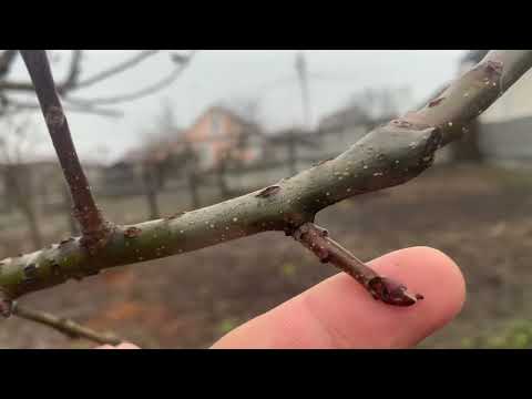 Нет урожая яблок? Причина найдена.