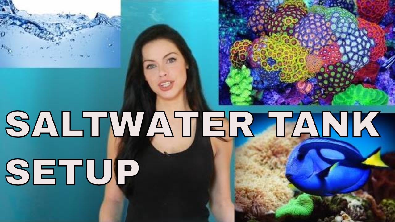 saltwater aquarium setup for beginners - YouTube - Saltwater Aquarium Setup For Beginners Youtube