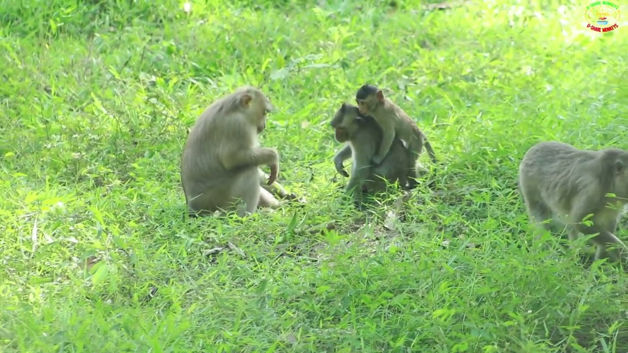 Monkey- Rose Pigtail With Young AmberJune19,2022/U-ShareMk.823.M I A G