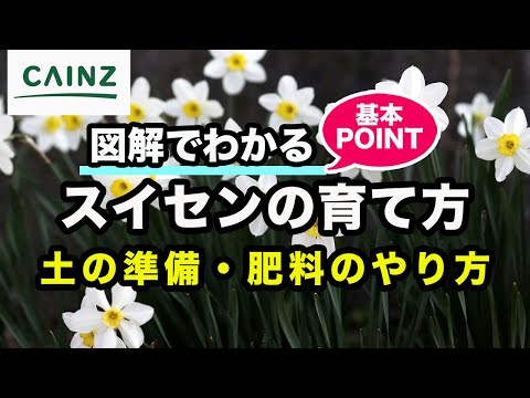 スイセン(別名:雪中花,セッチュウカ)の育て方 カインズ花図鑑