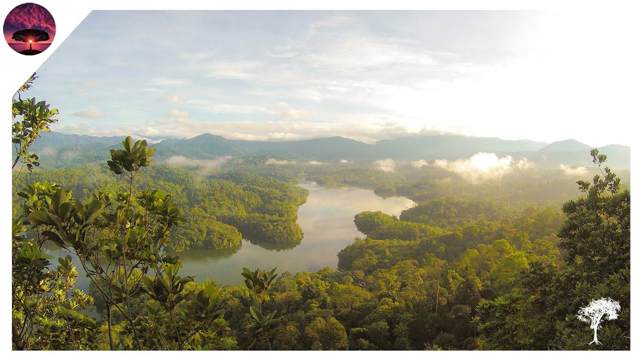 RELAXING JUNGLE MEDITATION | PlanetMeditation