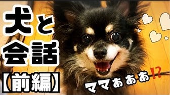 しゃべる犬 Youtube しゃべる犬 Youtube