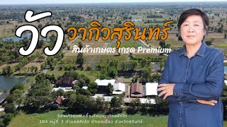 วัววากิวสุรินทร์ สินค้าเกษตร เกรด Premium