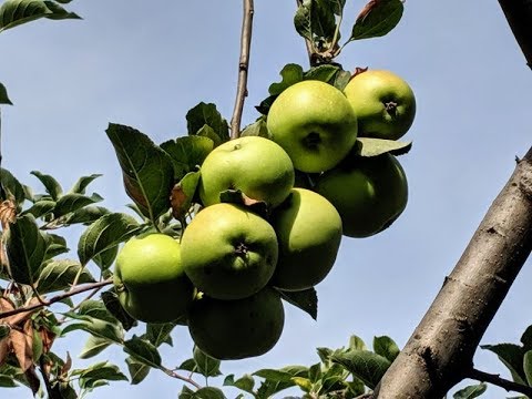 Video: What Is A Granny Smith Apple – History And Care Of Granny Smith Apple Trees