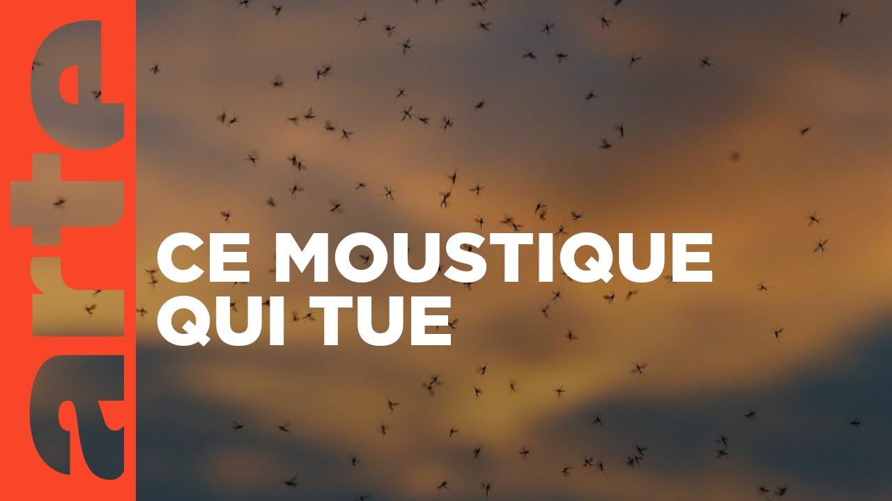 Kenya : l’offensive des moustiques | ARTE Reportage
